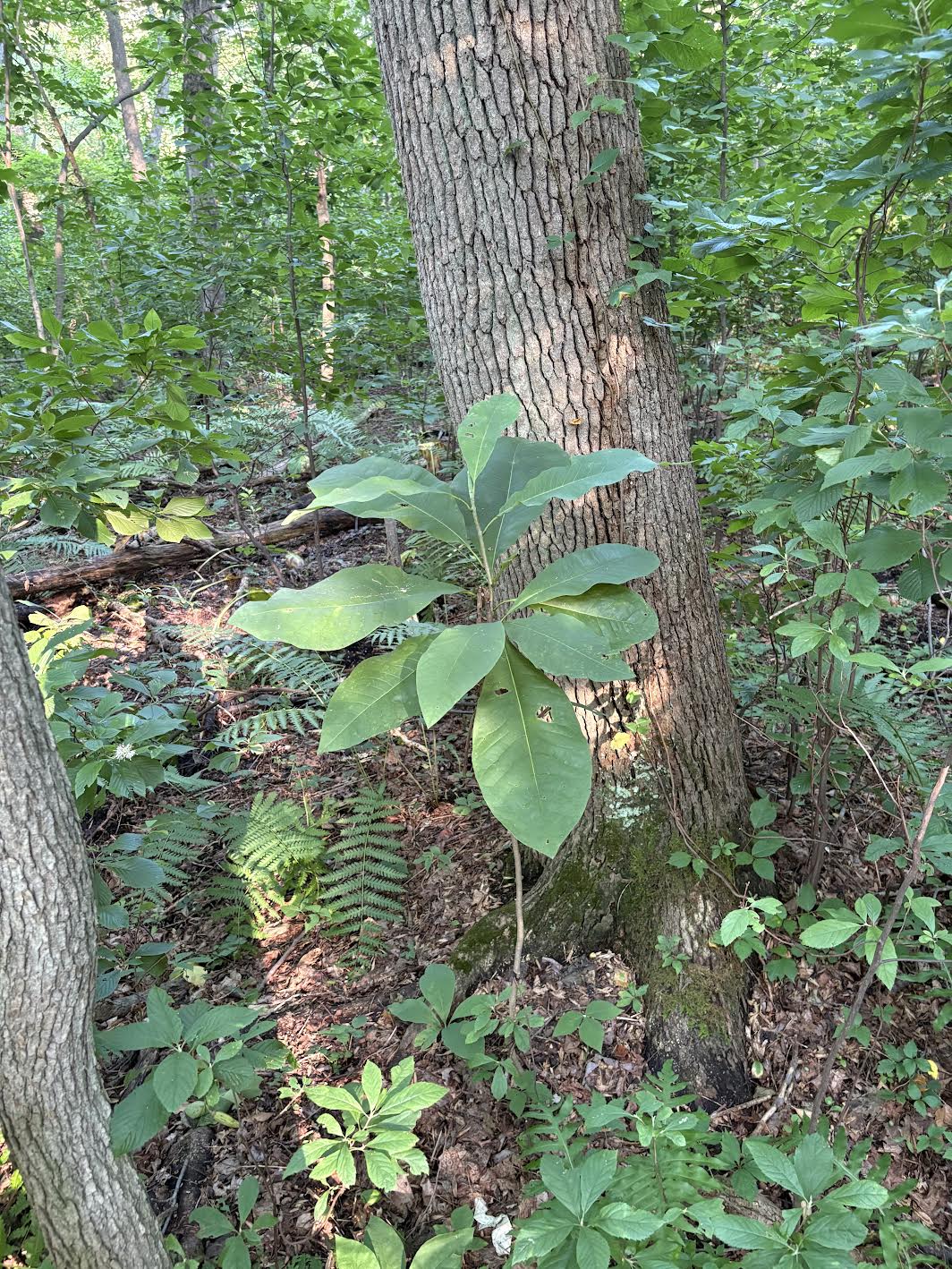 Big Leaf Magnolia