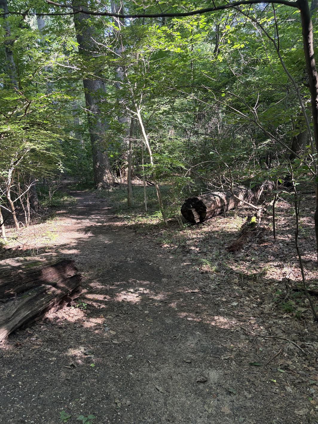 Fallen Tree