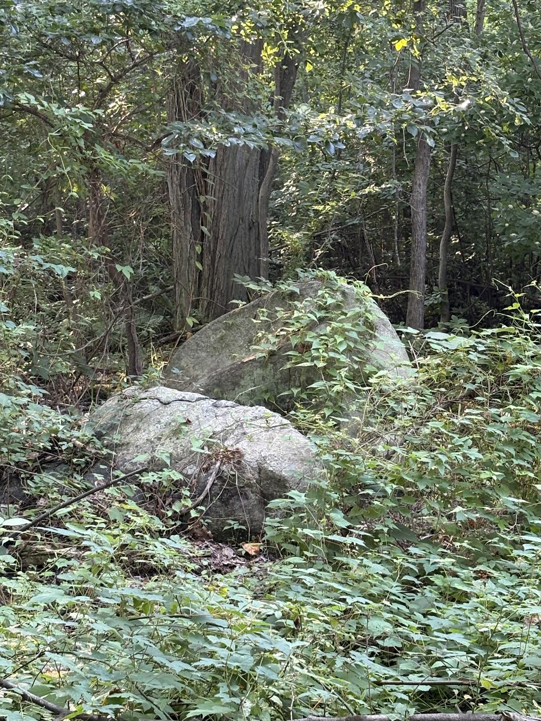 Glacial Erratic