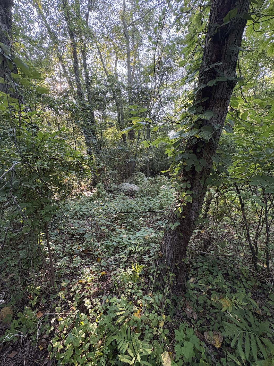 Glacial erratic from distance