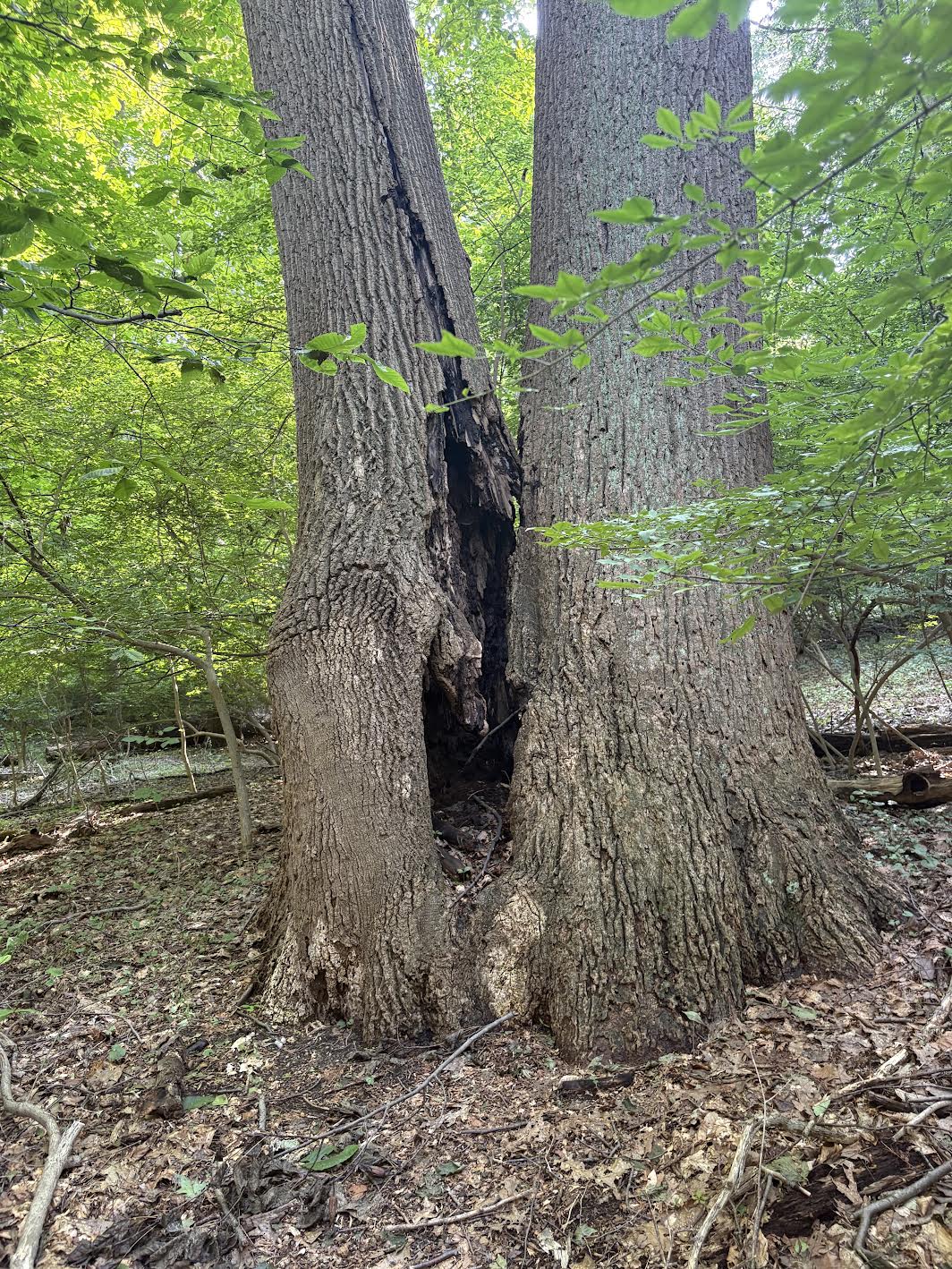 Rotten Tree