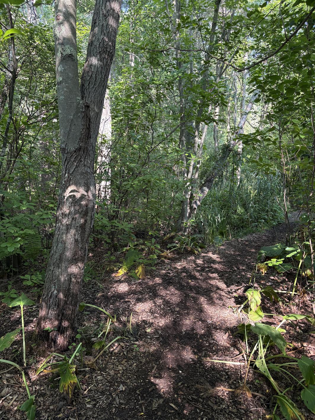Trail Junction