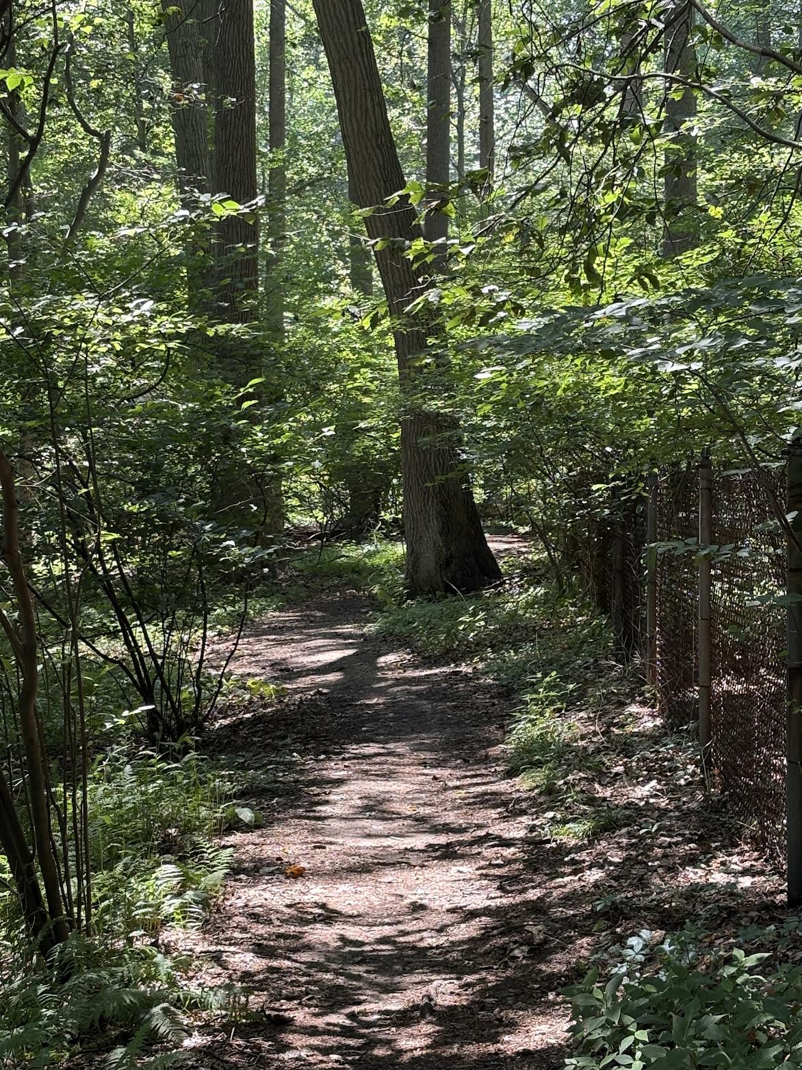 Tree on path.